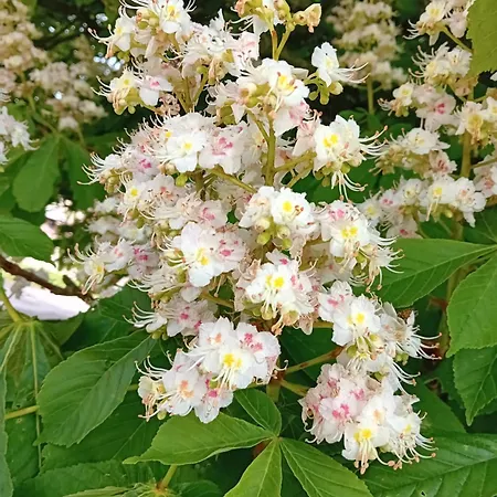 Ferme Du Marronnier Дом отдыха